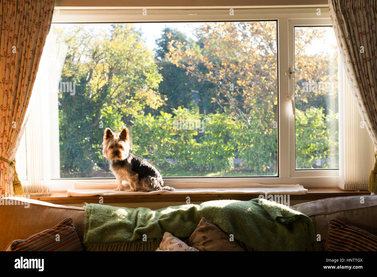 Ein Hund saß und sah durch das Fenster Stockfoto