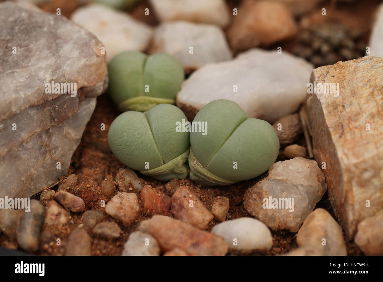 Lithops Agroderma framesii Stockfoto