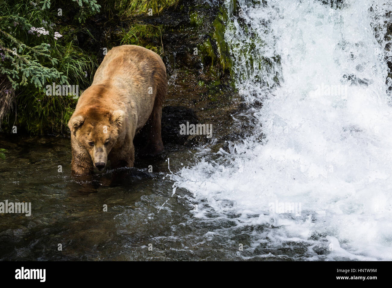 Wildschwein-Braunbär führt hinunter zum Fluss neben einem kleinen Wasserfall, Teil des Brooks Falls im Katmai Nationalpark, Alaska. Der Bär ist ca herab Stockfoto