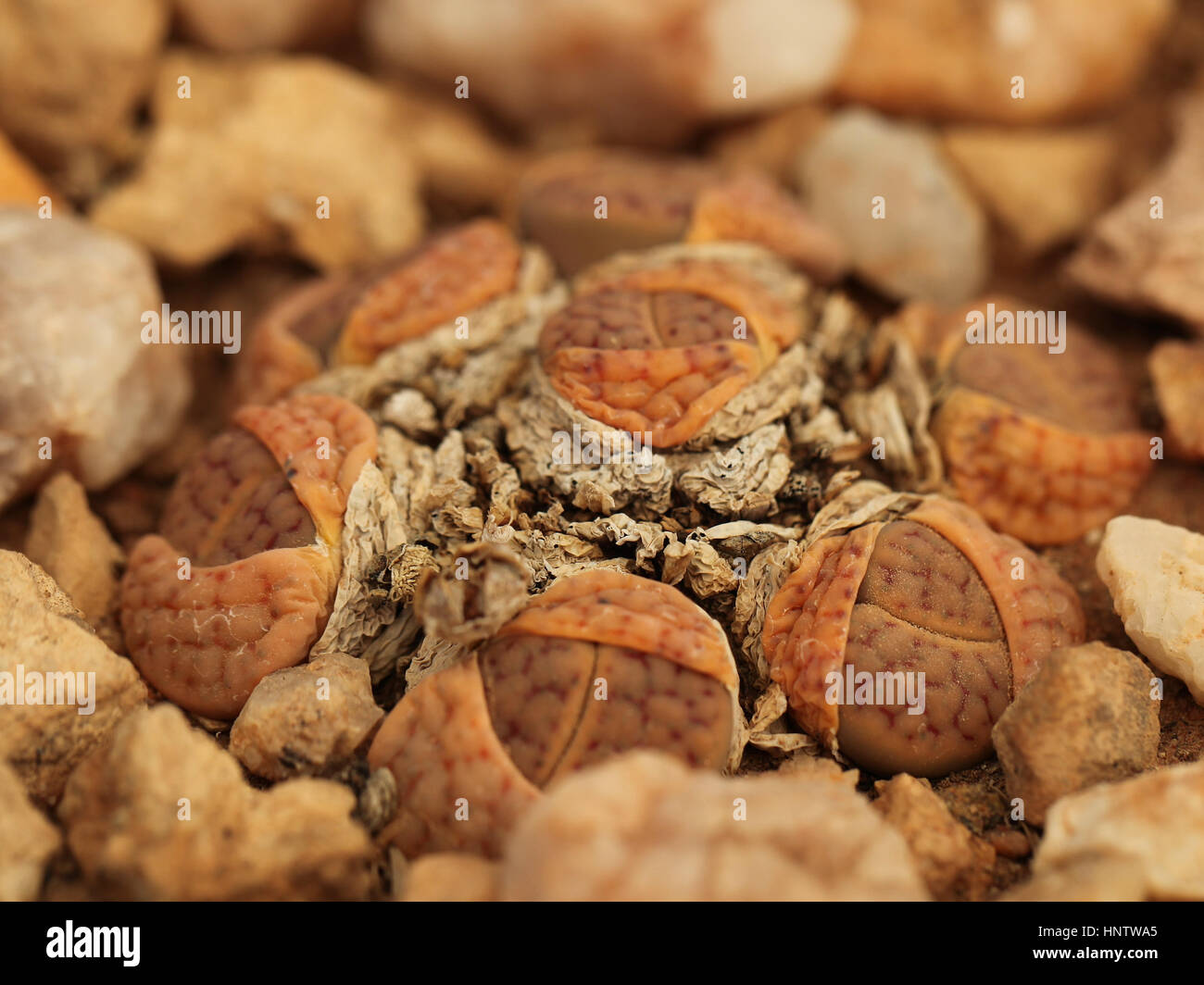 Lithops Schwantesii Gebseri in Namibia Stockfoto