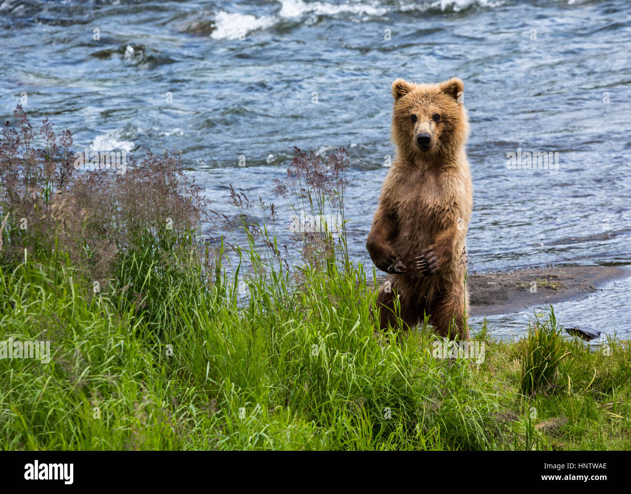 Junge braune Bear Cub stehen auf den Hinterbeinen mit Blick auf hohen grünen Rasen in der Nähe von der Seite des Flusses Brooks im Katmai National Park. Stockfoto