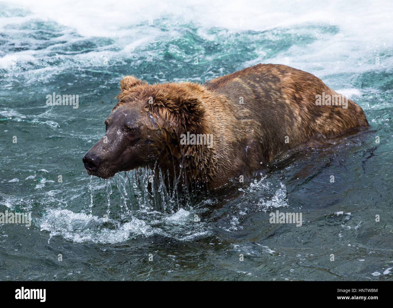 Großer Eber Grizzlybär ist tropfnaß nach dem Schwimmen durch einen Fluss unter Brooks fällt und auf der Suche nach Fisch unter Wasser. Stockfoto