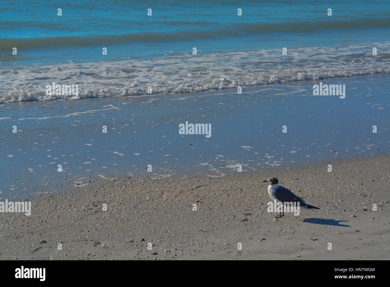 Ein Vogel am Strand in Indian Rocks Beach, Florida, USA. Stockfoto