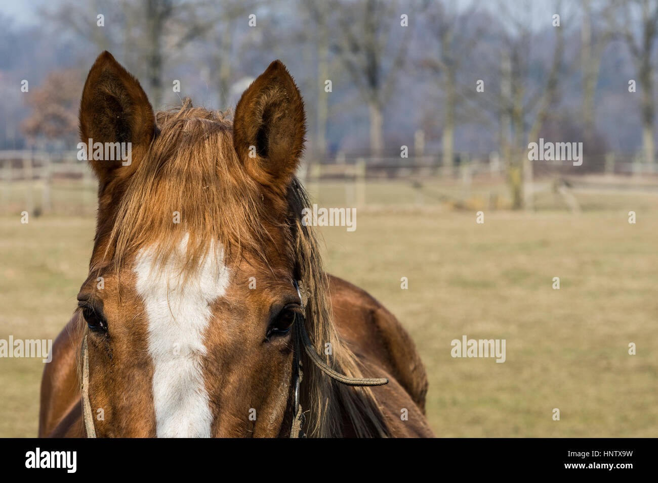 Braunes Pferd auf einem Bauernhof in der Lombardei. Cavallo razza di colore Marrone in una Fattoria della Lombardia. portrait (Augen Detail) Stockfoto