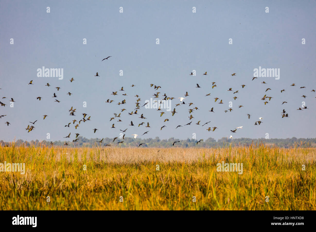 Sichler Vogelschwarm fliegt über Sumpf landet am Lake Okeechobee in Zentral-Florida Stockfoto