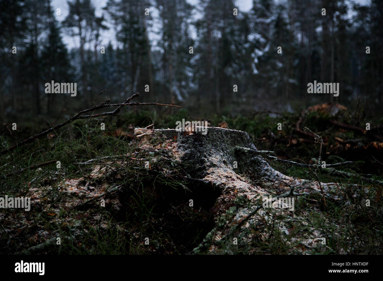Baum im Wald. Speichern Sie das Wald-Konzept. Stockfoto
