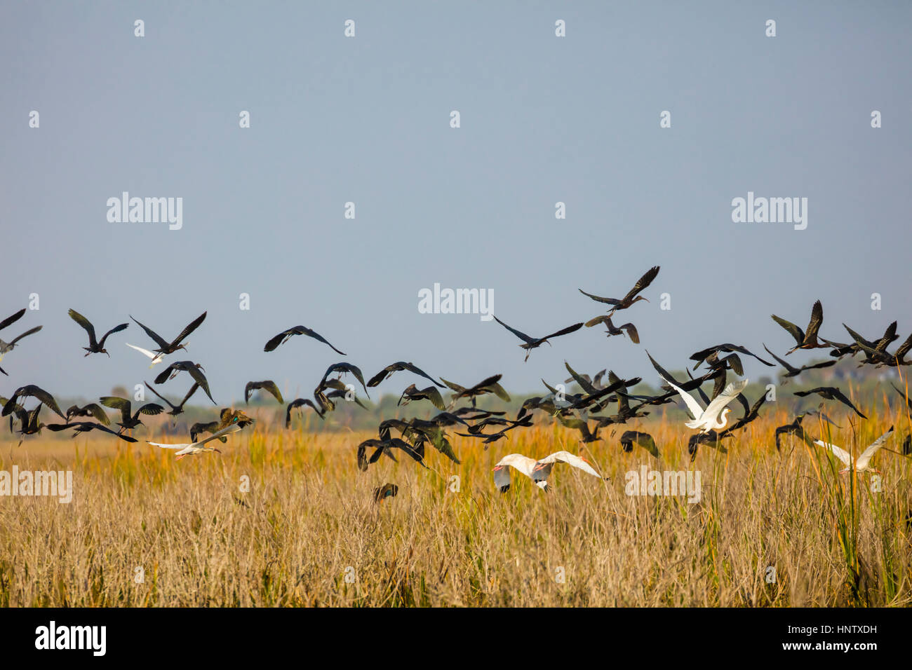 Sichler Vogelschwarm fliegt über Sumpf landet am Lake Okeechobee in Zentral-Florida Stockfoto