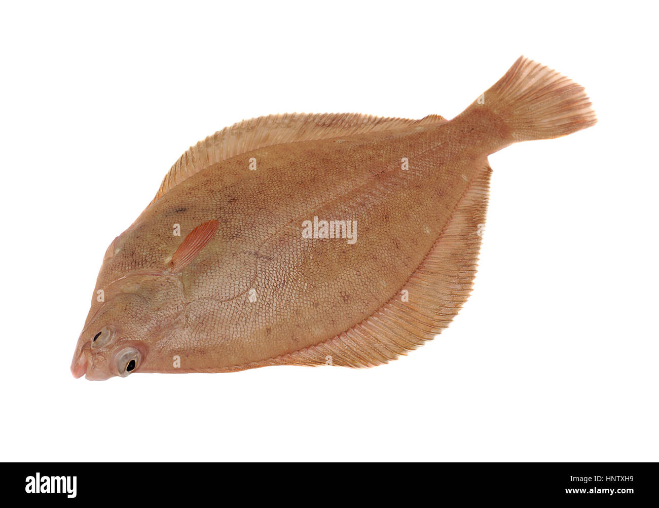 Frische ganze Dab Fisch, Isolated on White Background Stockfoto