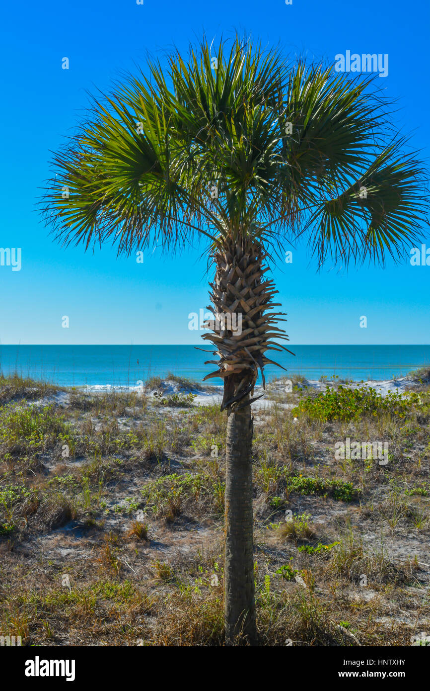 Palme am St. Pete Beach am Golf von Mexiko in Florida Stockfoto