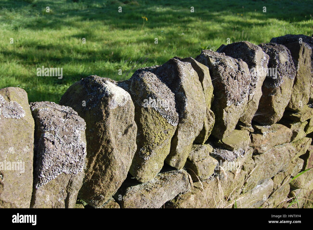 Flechten auf einer Trockenmauer, Derbyshire, Peak District National Park, England Stockfoto