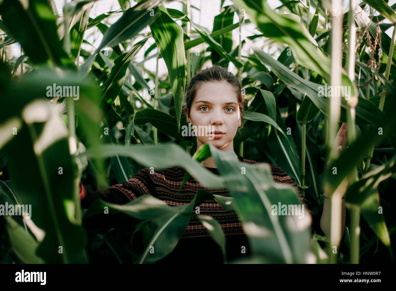 Kaukasische Frau im hohen Maisfeld Stockfoto