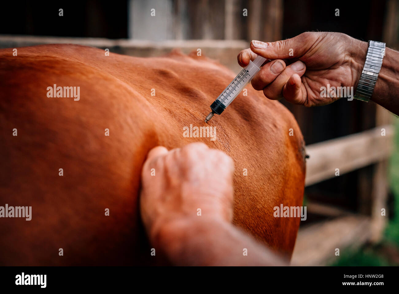 Kaukasische Landwirt Injektion Kuh mit Impfstoff Stockfoto