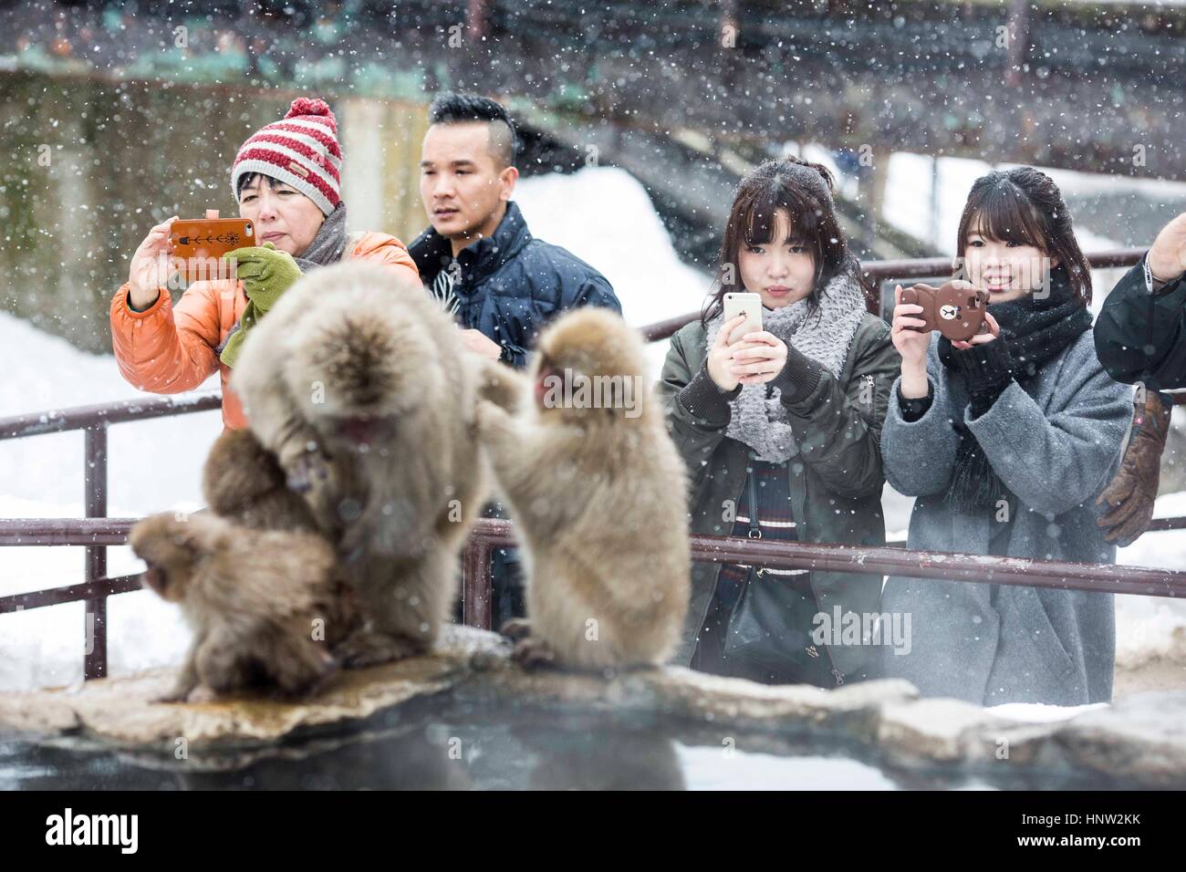 Japan. Schneeaffen im Affenpark Jigokudani ist in Yamanouchi, Shimotakai Bezirk, Präfektur Nagano, Japan. Stockfoto
