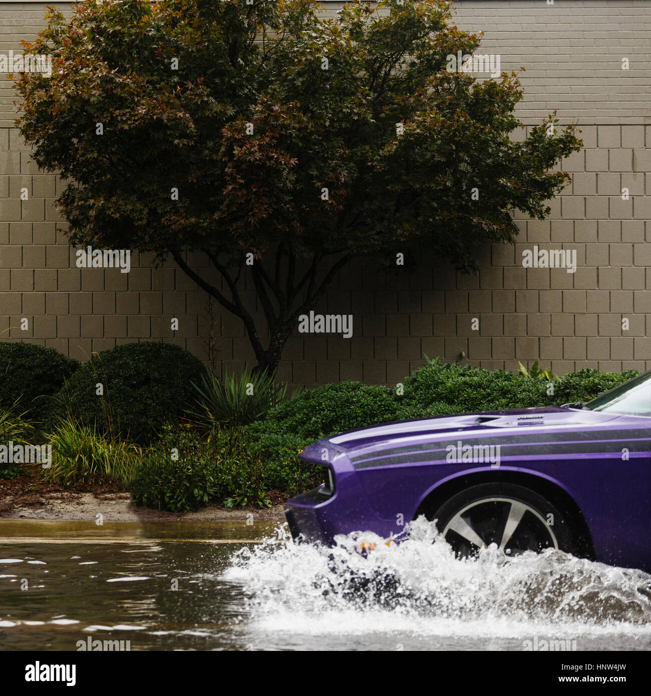 Lila Auto spritzt durch Wasser bei Flut Stockfoto