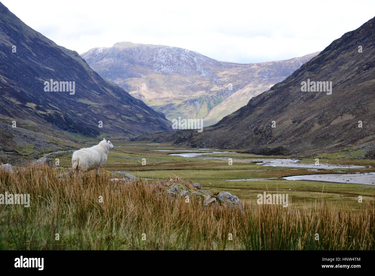 Einsamer Blick auf schottischen Glen mit Bergen und Fluss über Schafe Stockfoto