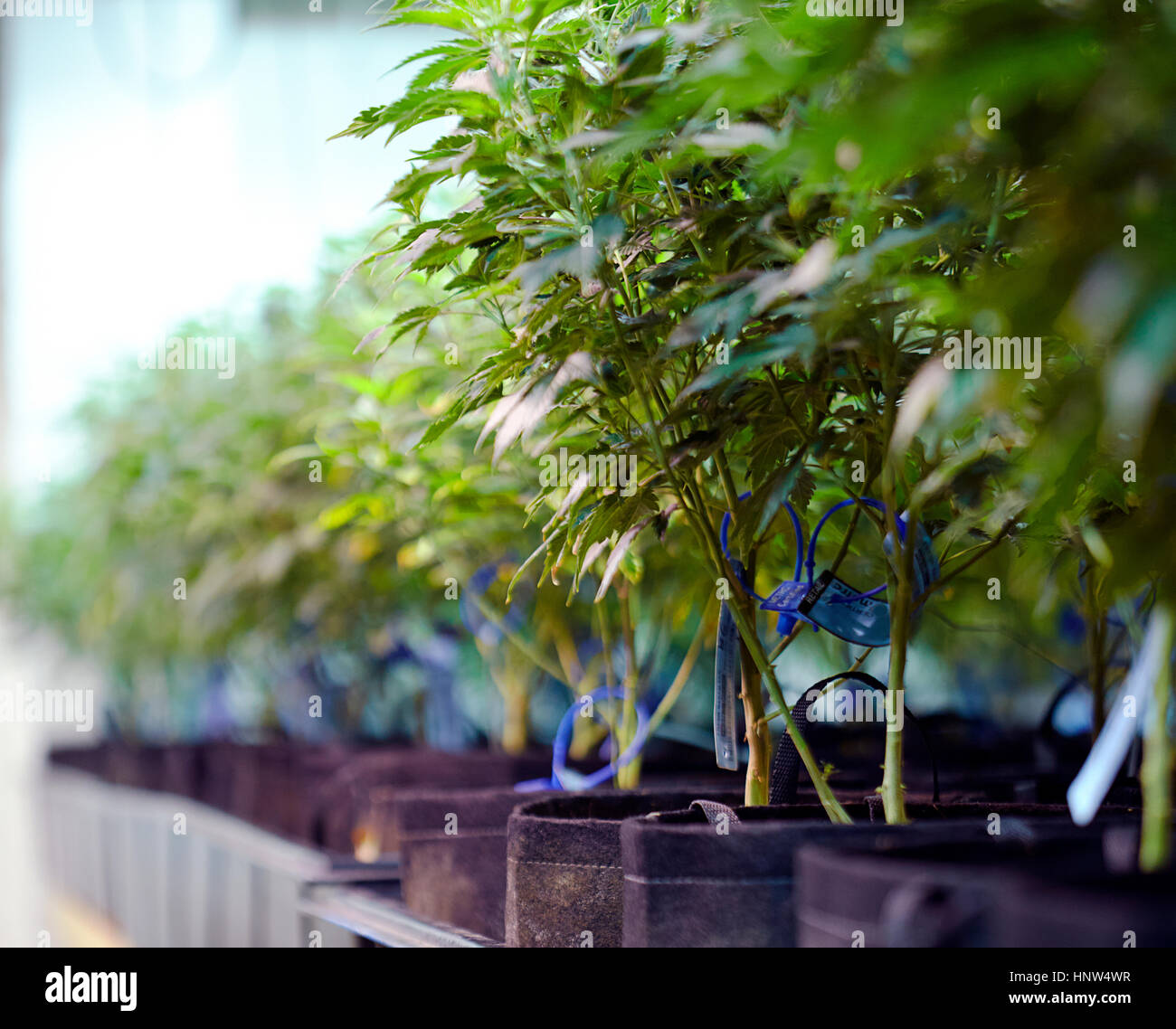 Cannabispflanzen im Gewächshaus Stockfoto