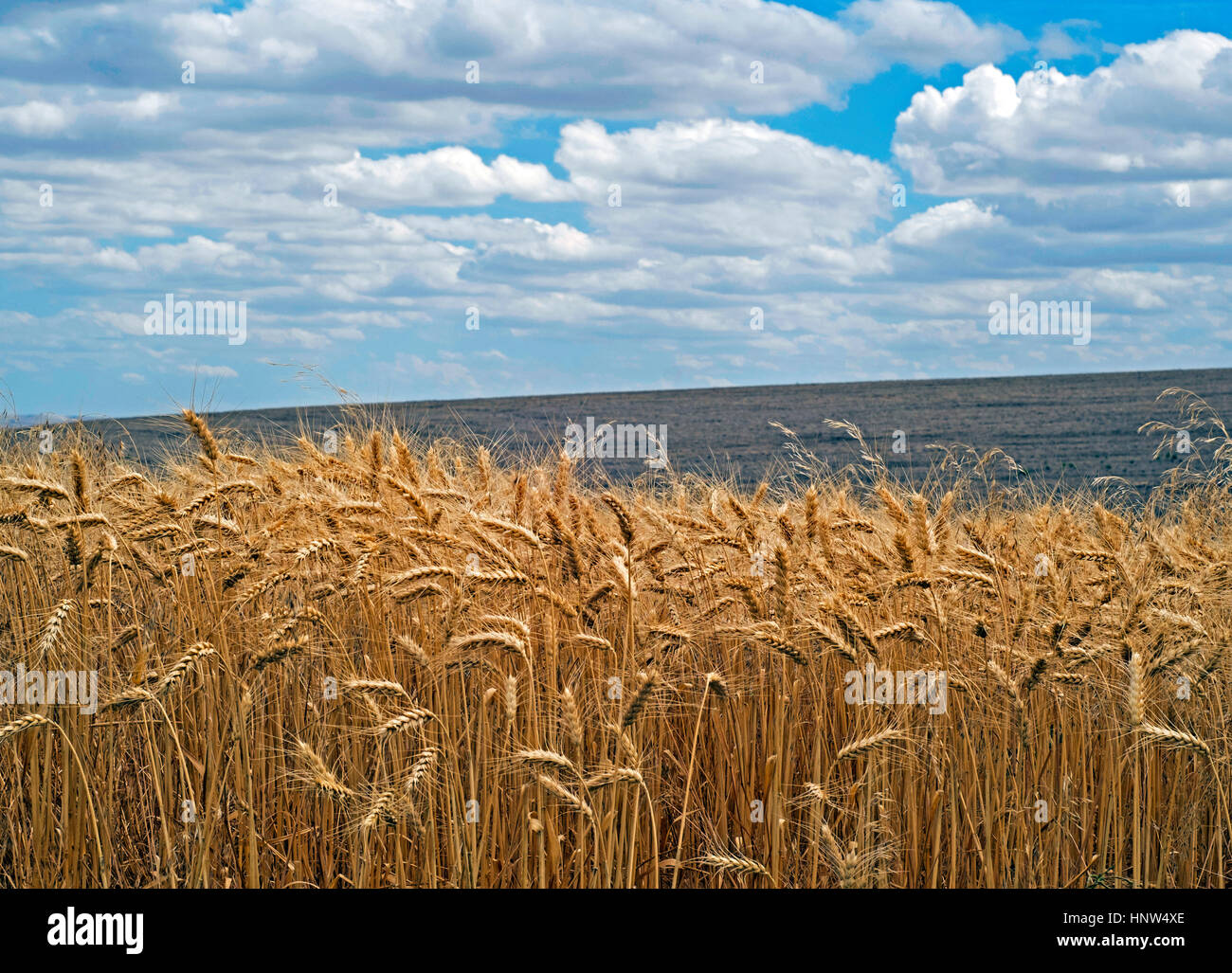 Weizenfeld unter Wolken Stockfoto