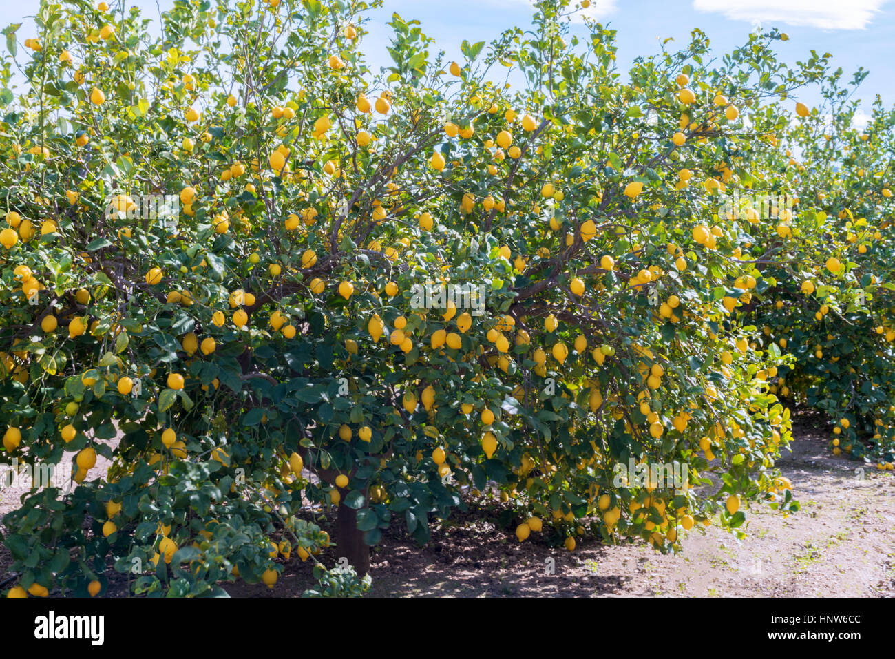 Zitronenbäume voller Früchte in einem spanischen Obstgarten. aufgenommen Sie an einem sonnigen Tag mit blauem Himmel im Hintergrund Stockfoto