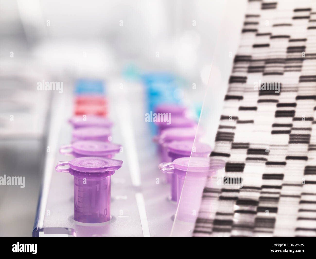 Ein DNA-Autoradiogram Gel Erbinformation mit Proben im Tray anzeigen Stockfoto