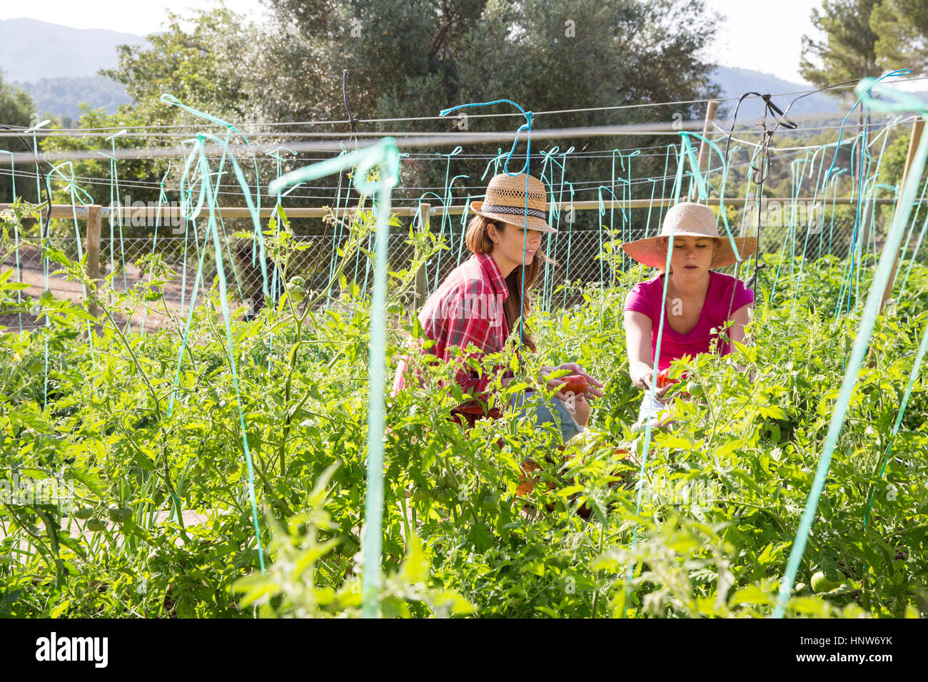 Zwei junge weibliche Gärtner tendenziell Tomatenpflanzen auf Bio-Bauernhof Stockfoto