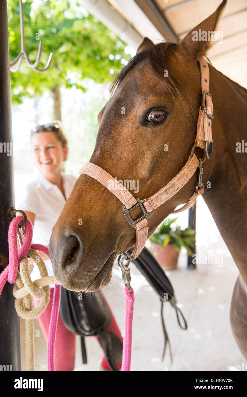 Porträt eines Pferdes und weibliche Bräutigam im ländlichen stables Stockfoto