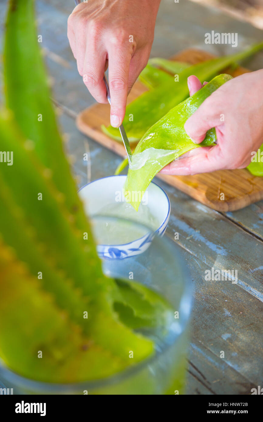 Weibliche Hand Schaben Flüssigkeit aus Aloe Blatt in handgemachte Seife Werkstatt Stockfoto