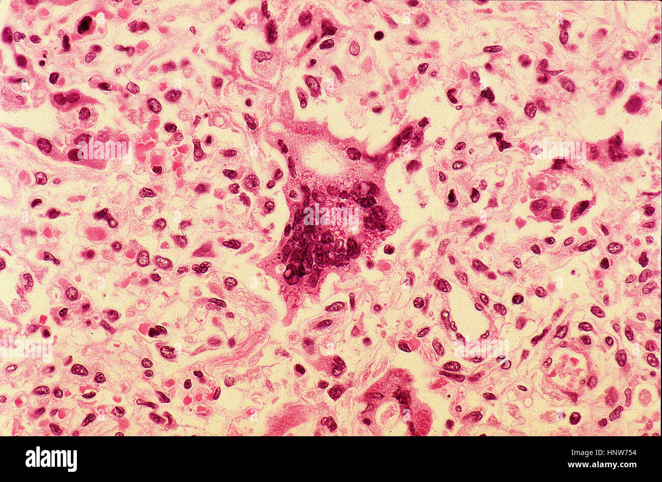 Riesige Zelle unter Lichtmikroskopie Stockfoto