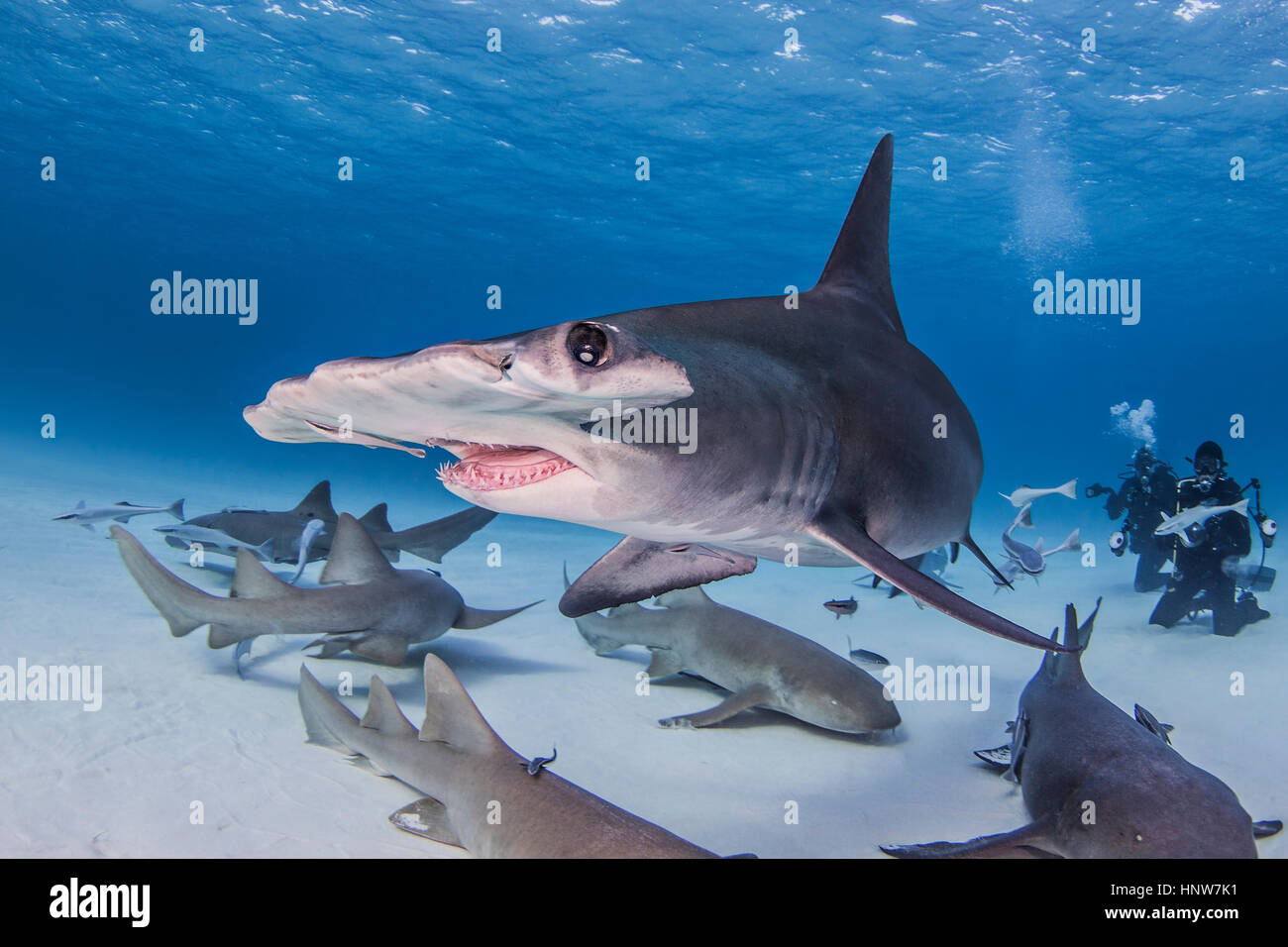 Großer Hammerhai mit Ammenhaien, Unterwasser-Blick Stockfoto