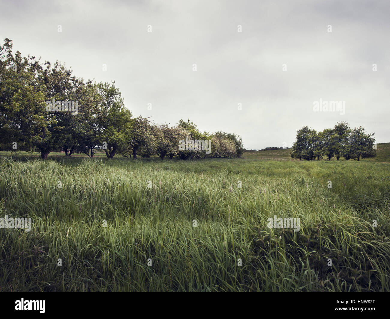 Bedeckten Landschaft mit langen grünen Gräsern und Baumreihe, Hamburg, Deutschland Stockfoto