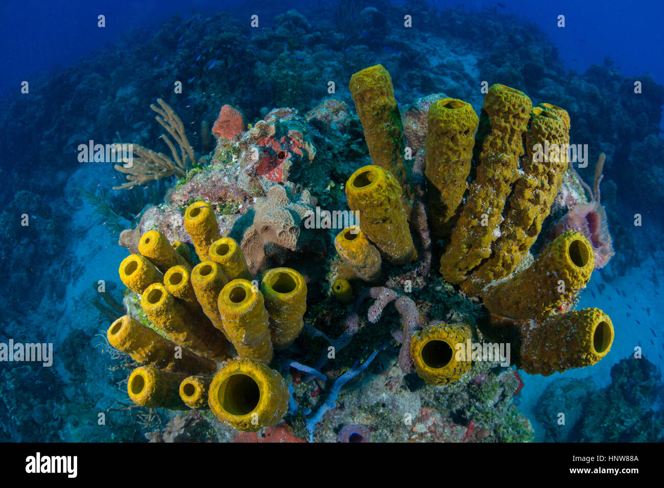 Massive Schwämme an unberührten Riffen, Chinchorro Banks, Quintana Roo, Mexiko Stockfoto