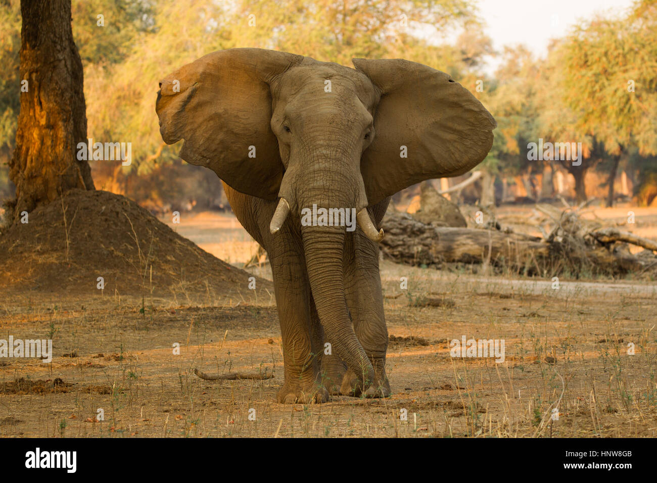Porträt der Elefantenbulle (Loxodonta Africana) mit ein Einschussloch in der Stirn, Mana Pools Nationalpark, Simbabwe Stockfoto