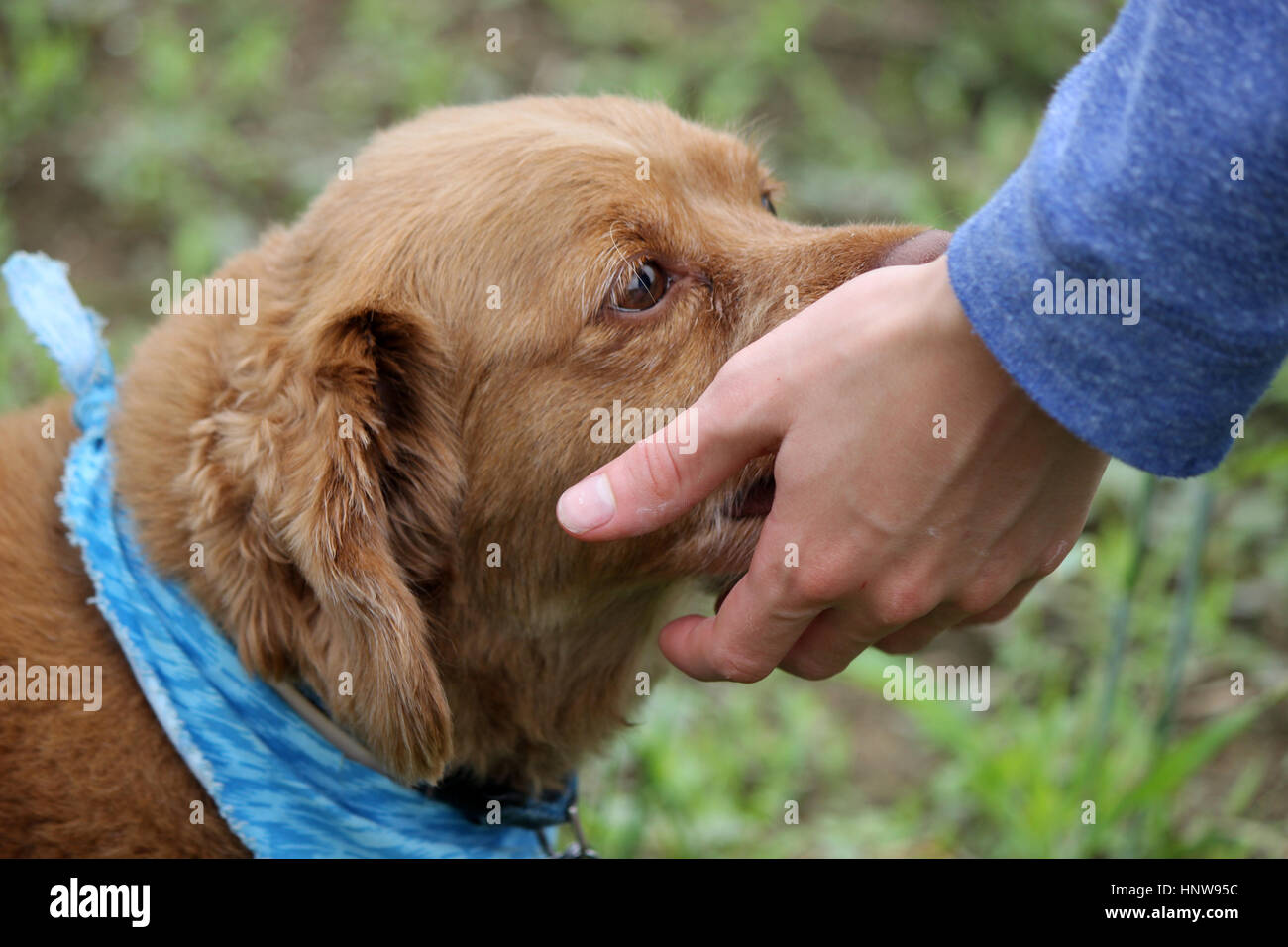 Ein Cockapoo wird von seinem Besitzer gestreichelt Stockfoto