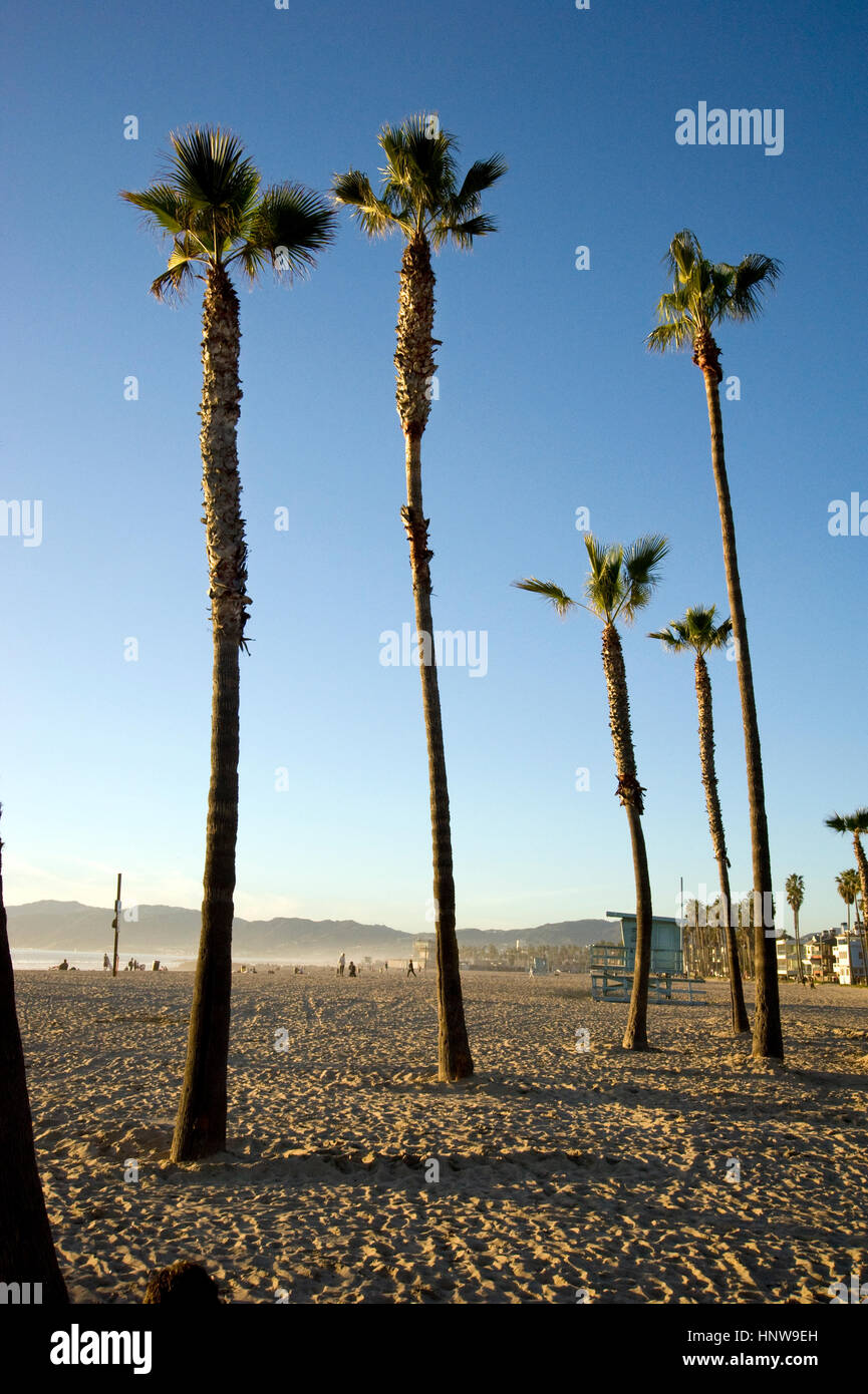 Palmen im Sand in der Nähe der Anlegestelle in Venice Beach, Kalifornien Stockfoto