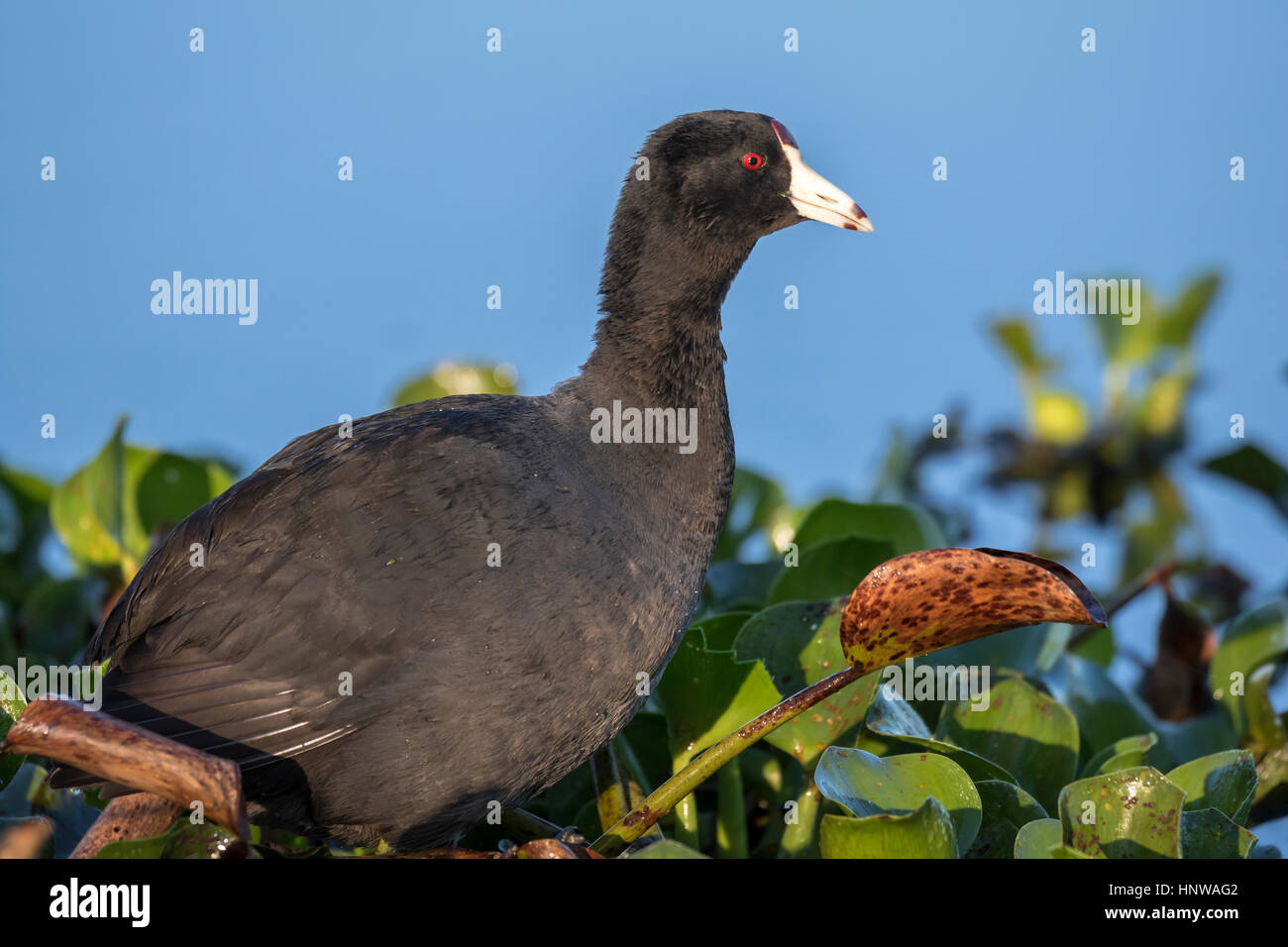 Die amerikanische Muschi oder Schlammhuhn Stockfoto