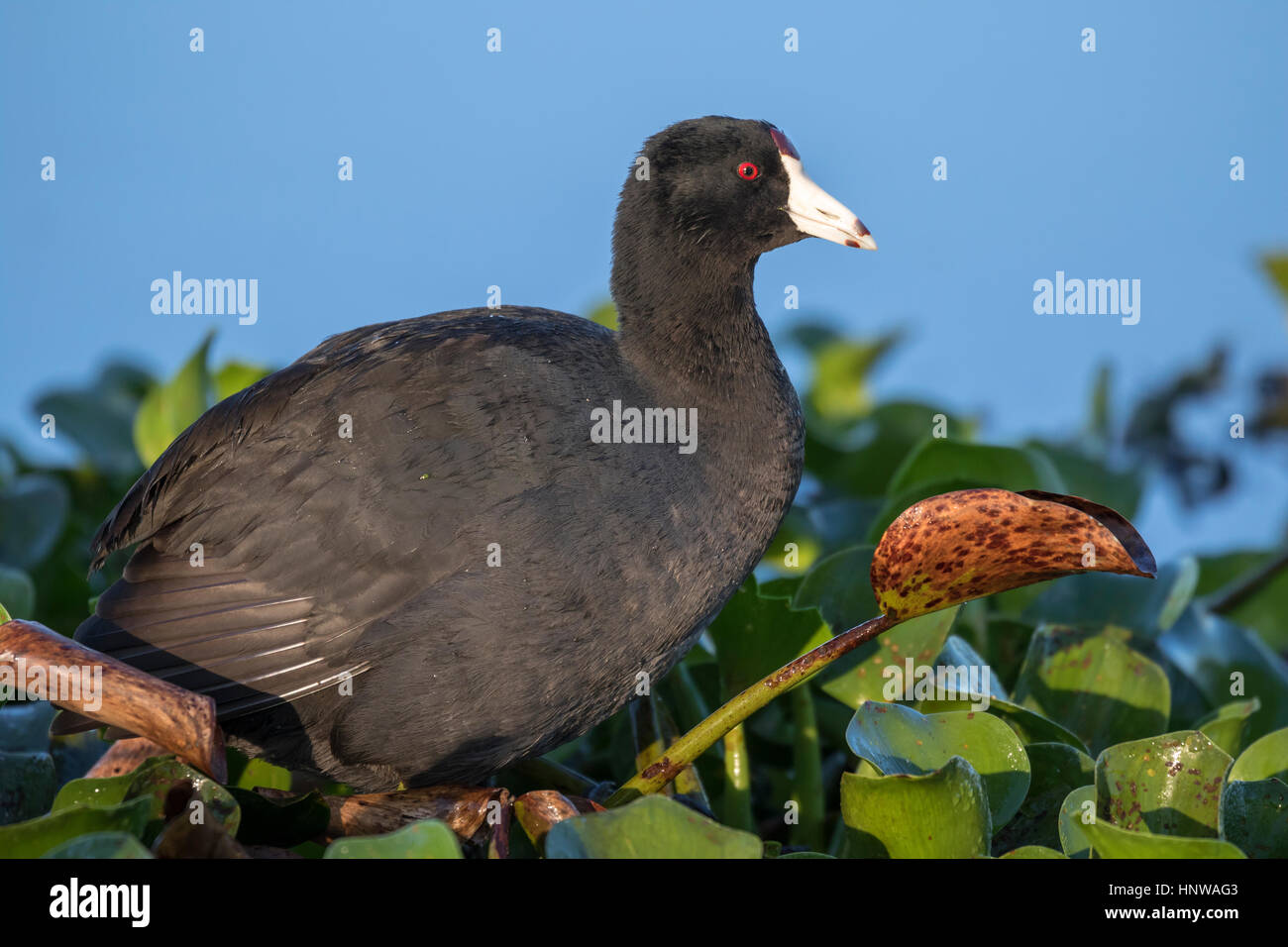 Die amerikanische Muschi oder Schlammhuhn Stockfoto