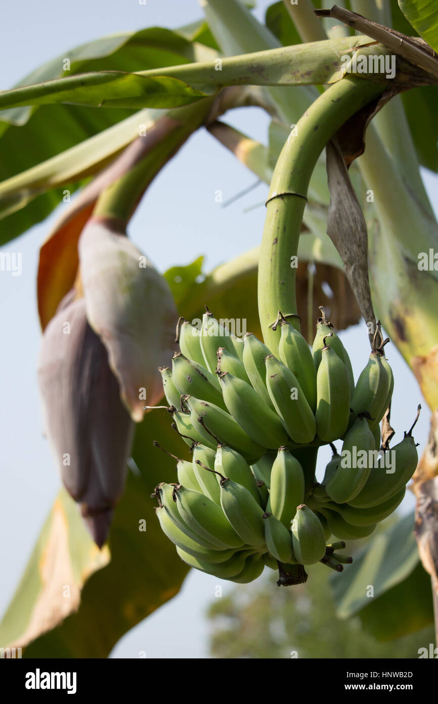 Nahaufnahme von grünen Bananen auf Baum, Pisang Awak Banane Stockfoto