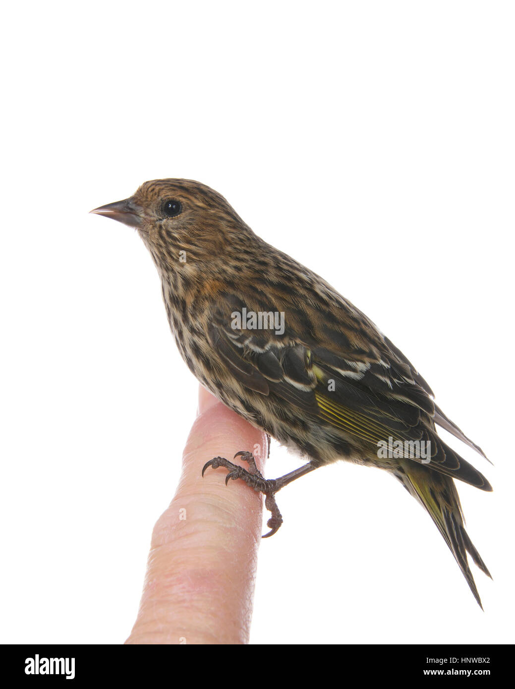 Die Kiefer Erlenzeisig, Spinus Pinus, ein nordamerikanischer Vogel in der Familie Fink thront auf menschliche Finger isoliert auf weiss, Profil-Seitenansicht Stockfoto