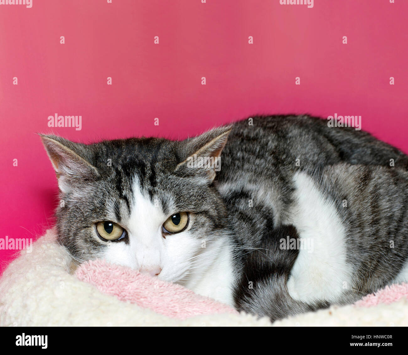 Graue und weiße mittlere behaarte Tabby Katze auf einem rosa und gelb Hintergrund Stockfoto