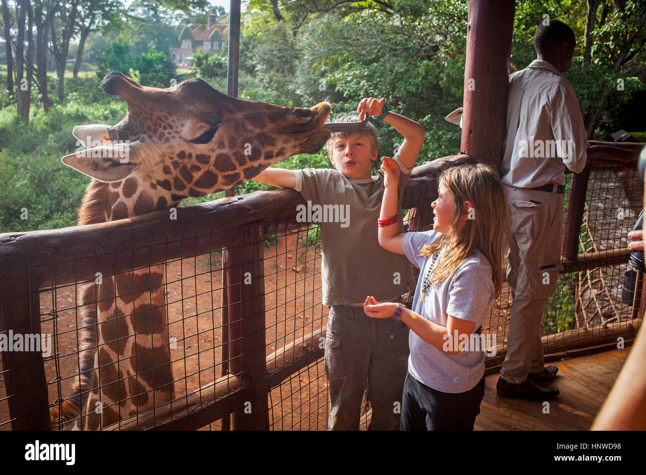 Kinder anzubieten Essen eine Giraffe.Langata Giraffe Centre, Giraffa Plancius SSP Rothschildi, Nairobi, Kenia Stockfoto