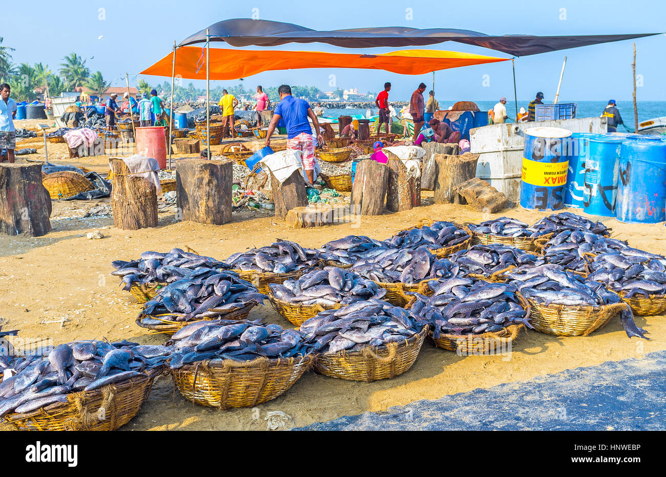 NEGOMBO, SRI LANKA - 25. November 2016: Der Fischereihafen hat Fläche für Fischverarbeitung - hier finden Sie die schneiden-Decks, Bereiche für Fisch Reinigung und bas Stockfoto