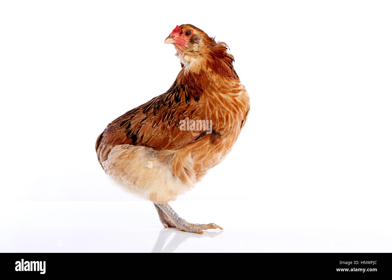 Araucana-Henne des blauen Ostern Eiern stammt aus Chile auf weißem Hintergrund Stockfoto