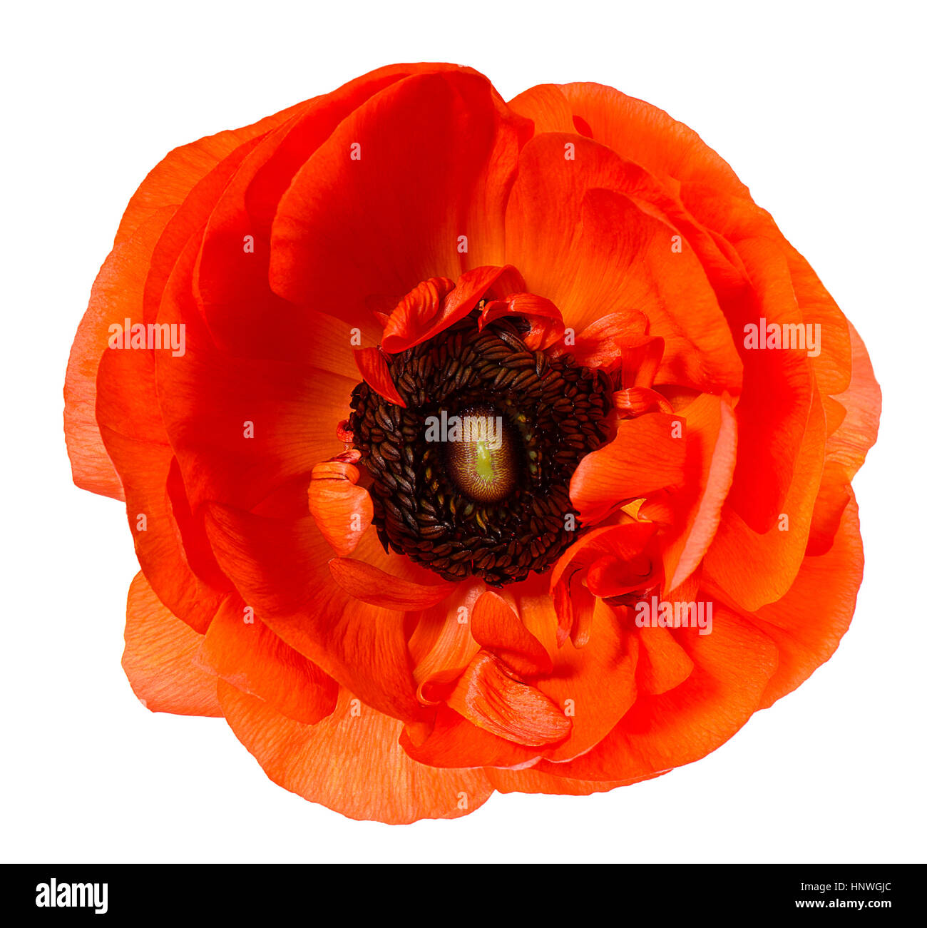 Blütenkopf. Mohn. Rote Anemone isoliert auf weißem Hintergrund Stockfoto