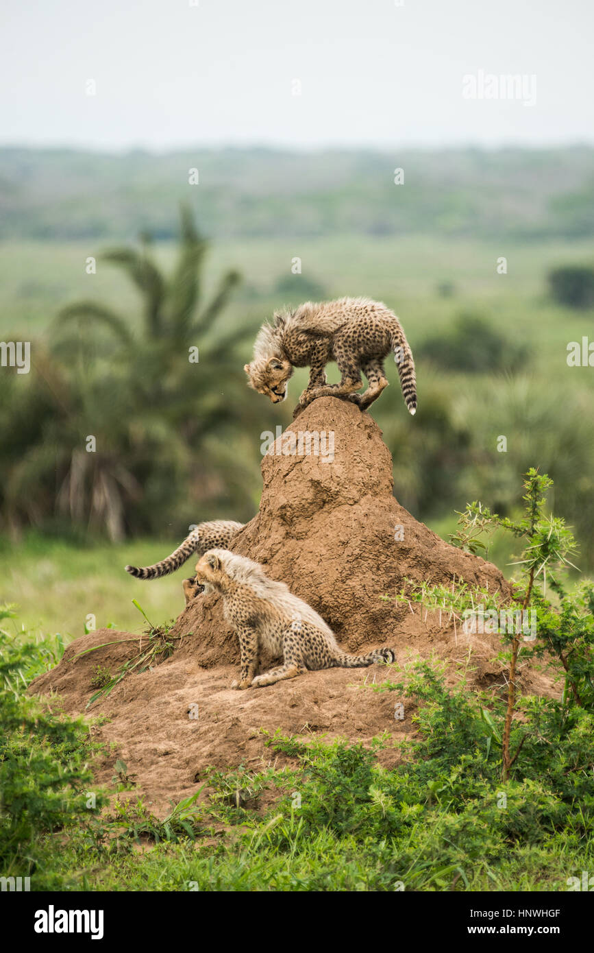 Gepard-Mutter und ihre jungen ruhen auf Termitenhügel, auf der Suche nach Beute und Räuber, Phinda Game Reserve, Südafrika Stockfoto