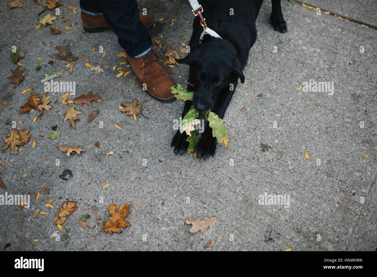 Junger Mann zu Fuß Hund, Draufsicht Stockfoto