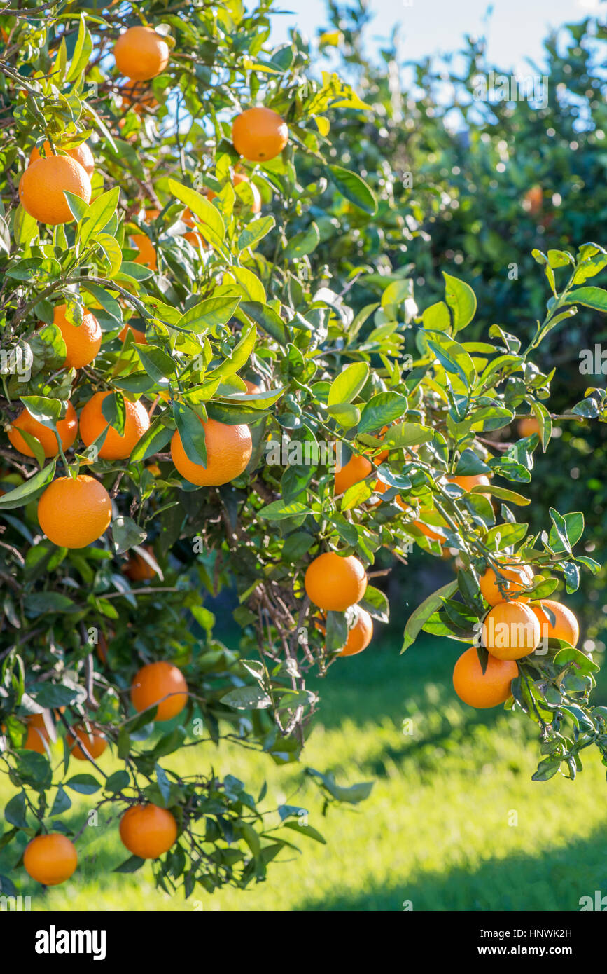 Spanischen Orangen wachsen in einem Obstgarten mit grünen Rasen an einem sonnigen Tag Stockfoto