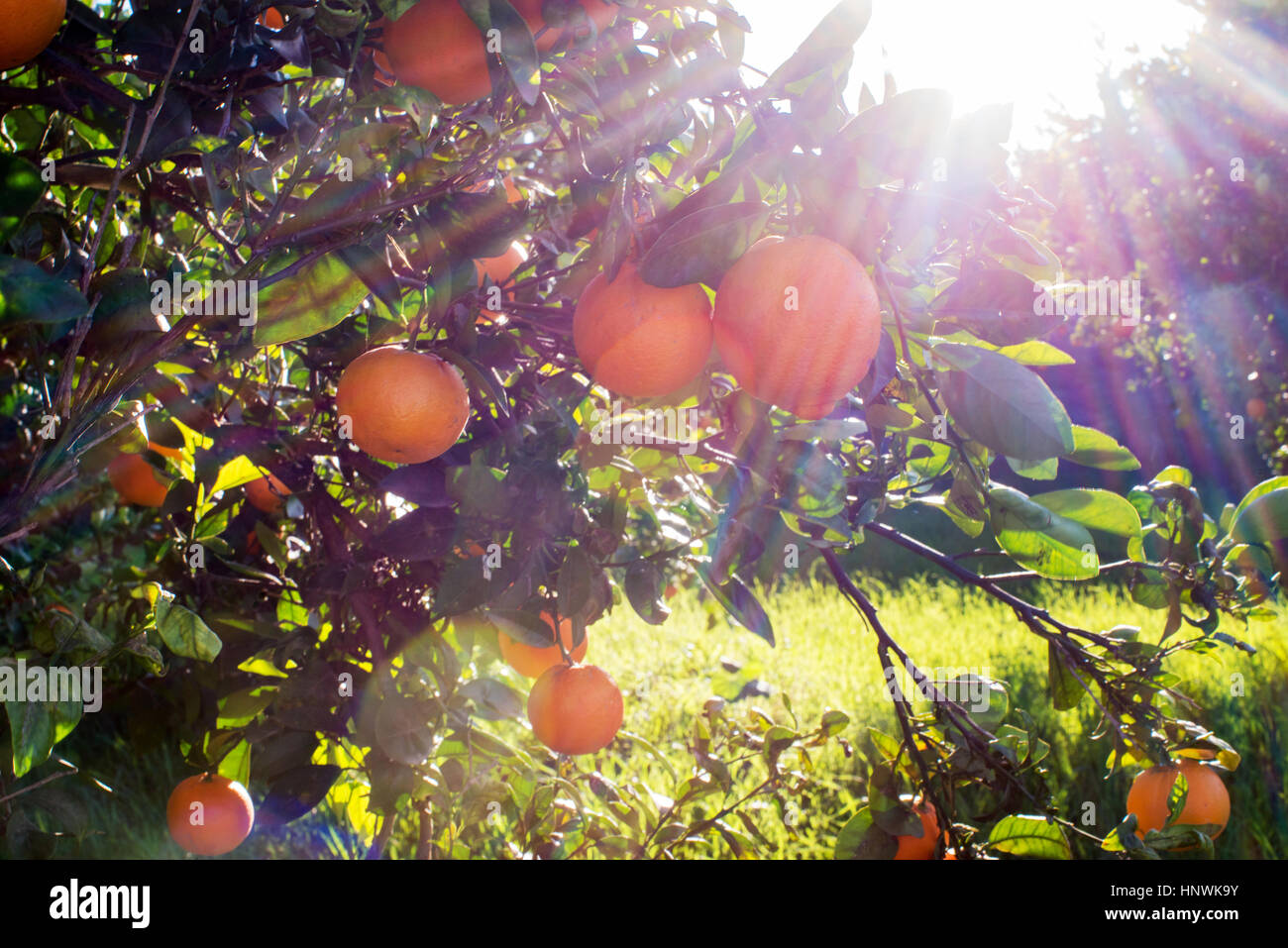 Sonne-Fackel leuchten durch ein Orangenbaum in einem Obstgarten in Südspanien mit grünen Rasen, Textfreiraum Stockfoto