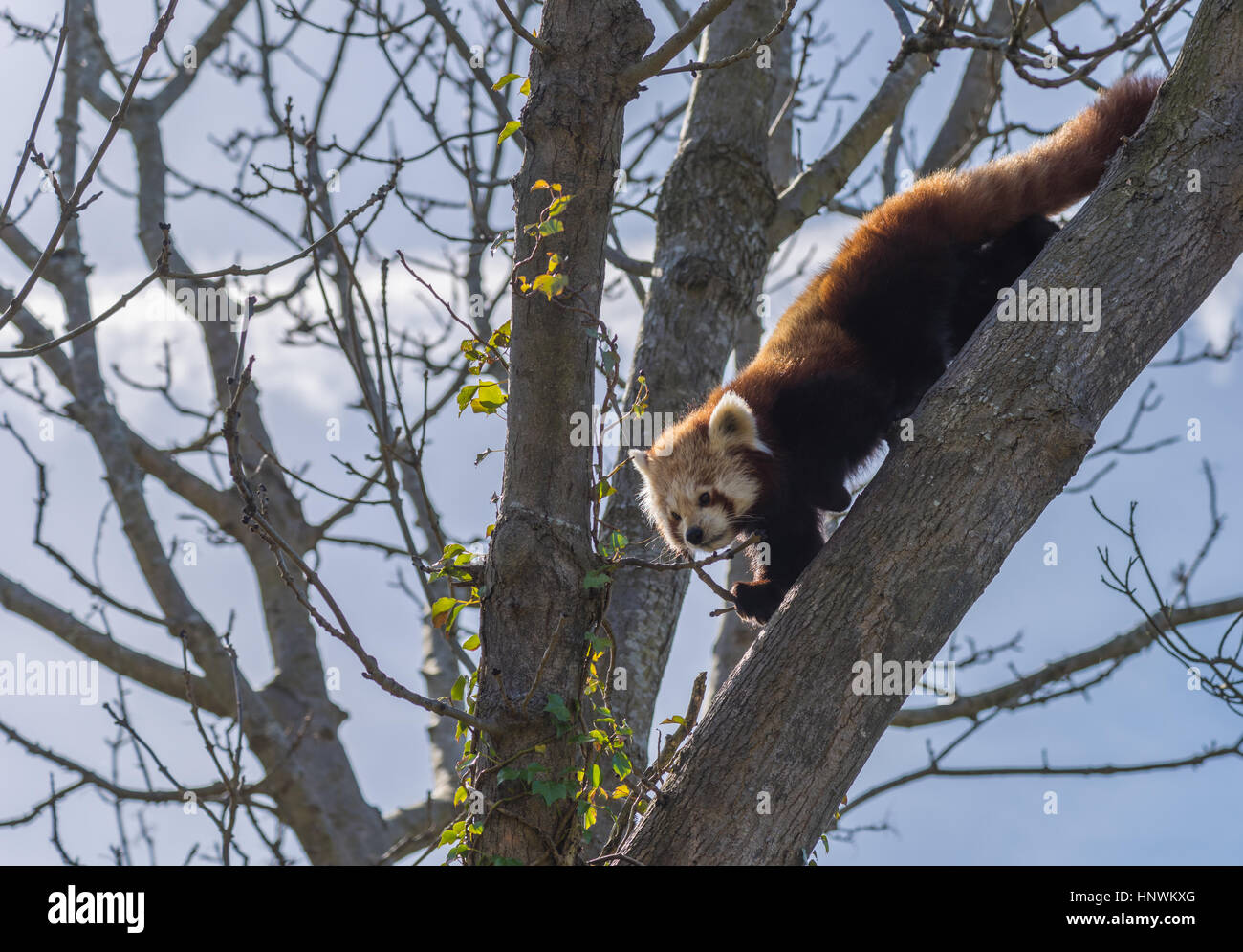 Roter Panda. Stockfoto