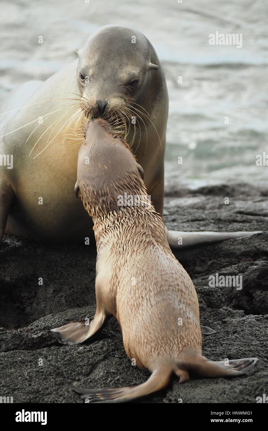 Ein Seebär Mutter küsst ihr Baby in den Galapagos-Inseln Stockfoto