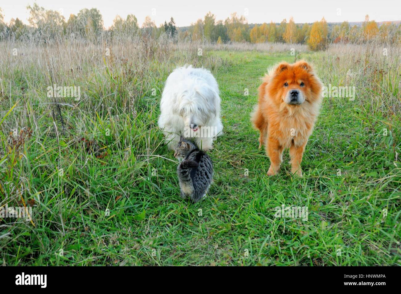 South Russian Schäfer, Chow Chow und eine Katze auf einem Spaziergang Stockfoto