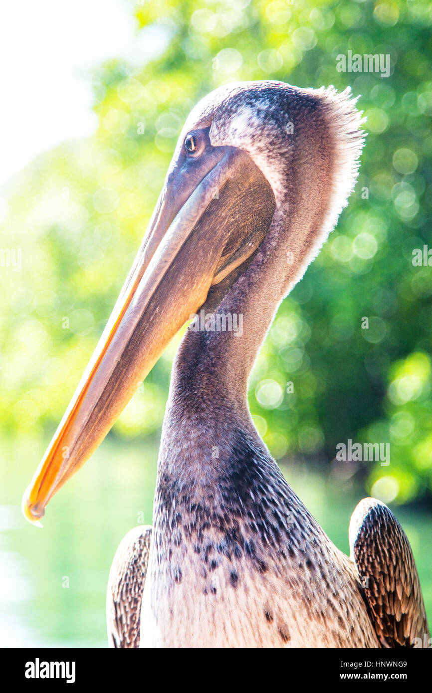 Schöne Pelikan Stockfoto